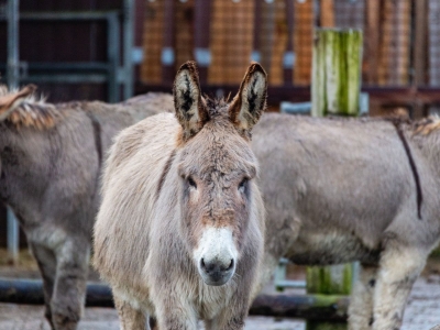 Amiatina donkey - De Zonnegloed - Animal park - Animal refuge centre 